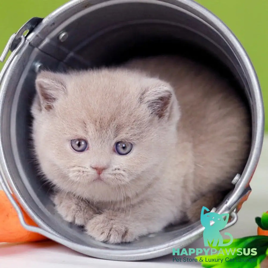 Ofelia British Shorthair female lilac - live animals