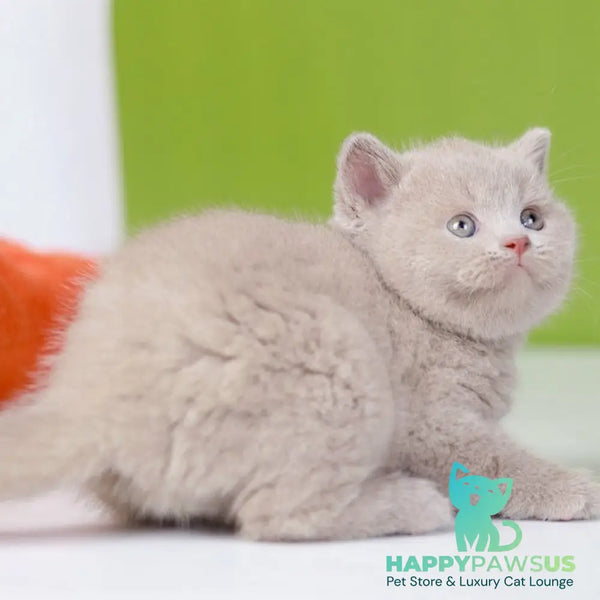 Ofelia British Shorthair female lilac - live animals