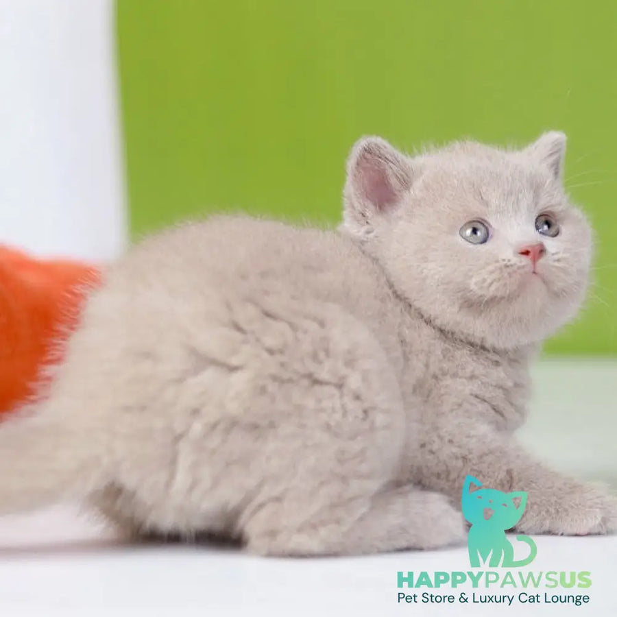 Ofelia British Shorthair female lilac - live animals