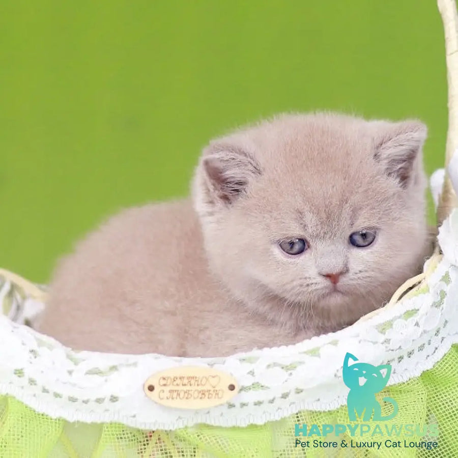 Ofelia British Shorthair female lilac - live animals