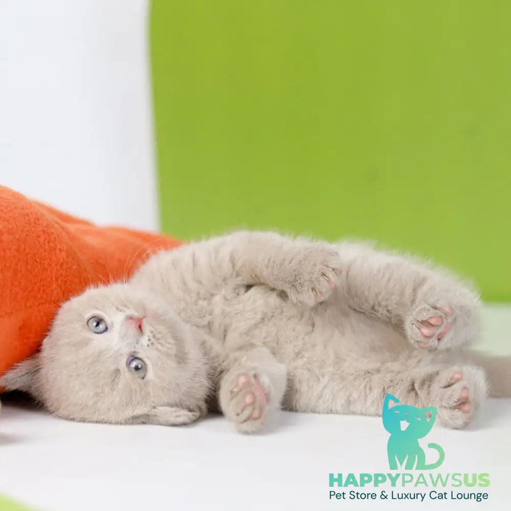 Ofelia British Shorthair female lilac - live animals