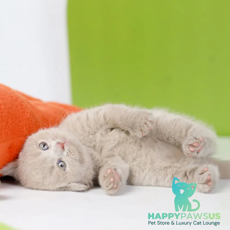Ofelia British Shorthair female lilac - live animals