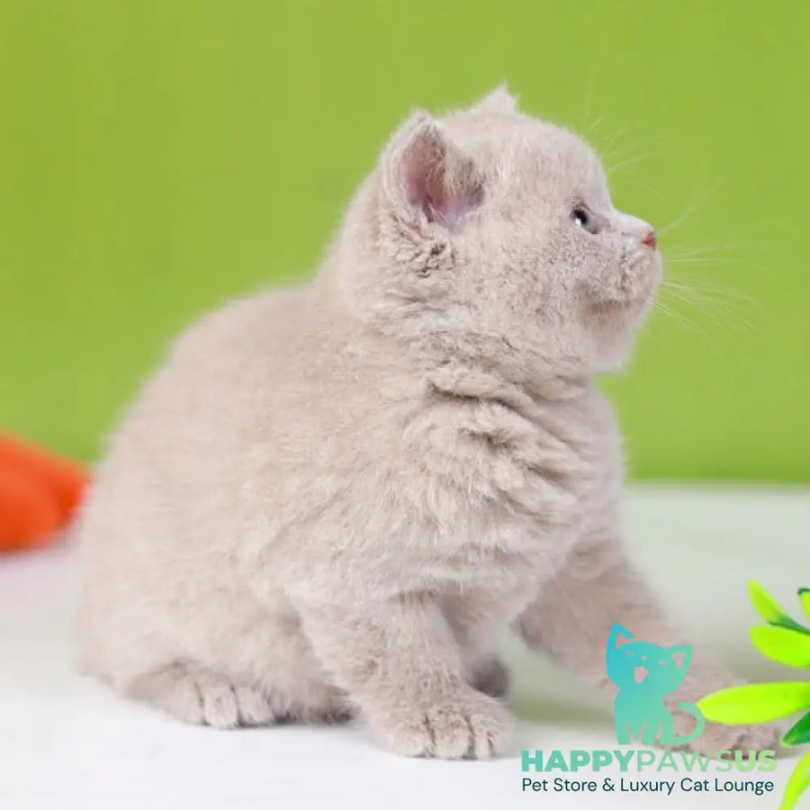 Ofelia British Shorthair female lilac - live animals