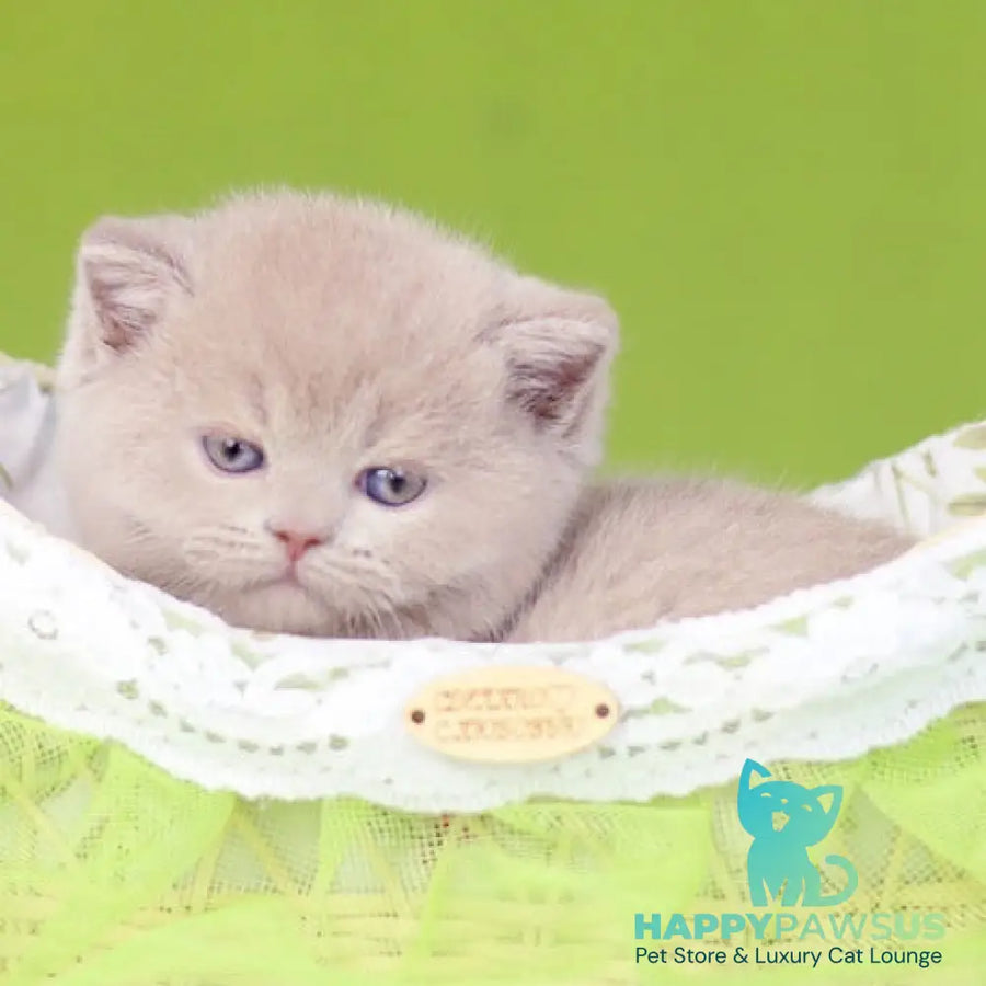 Ofelia British Shorthair female lilac - live animals
