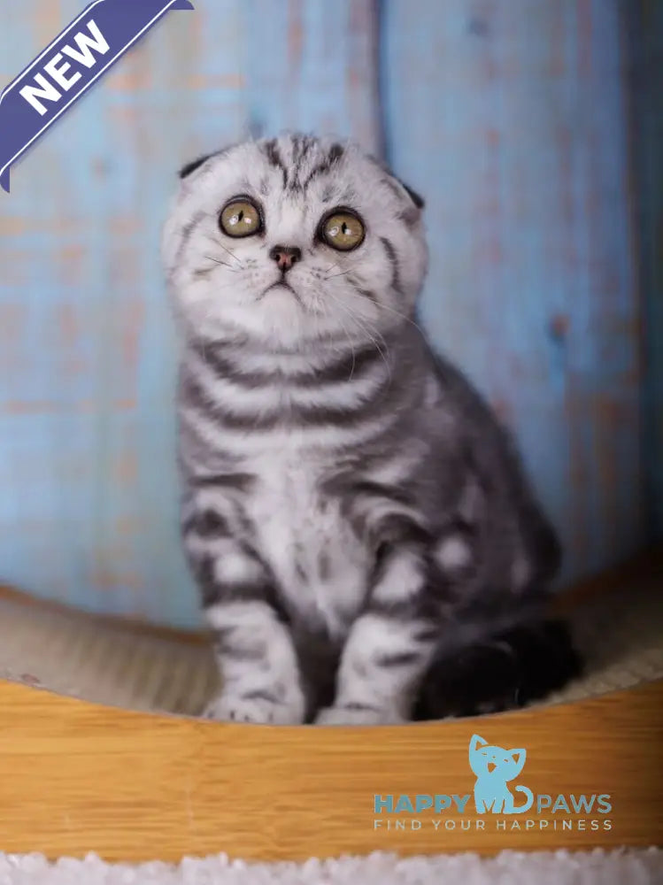 Ofelia Scottish Fold female black silver tabby live animals