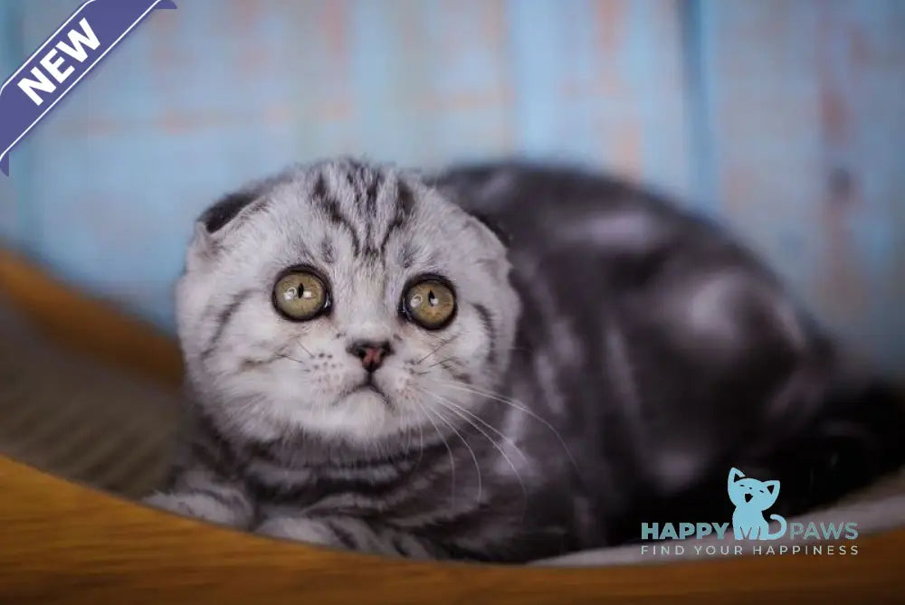 Ofelia Scottish Fold female black silver tabby live animals