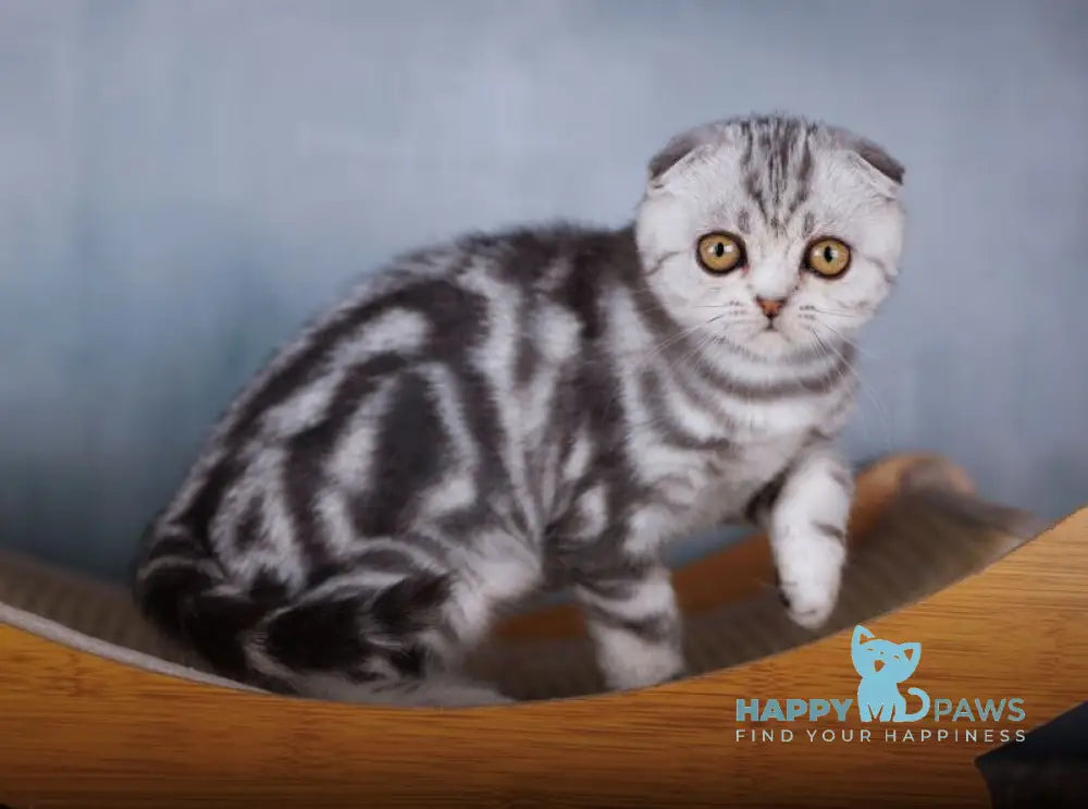 Ofelia Scottish Fold female black silver tabby live animals