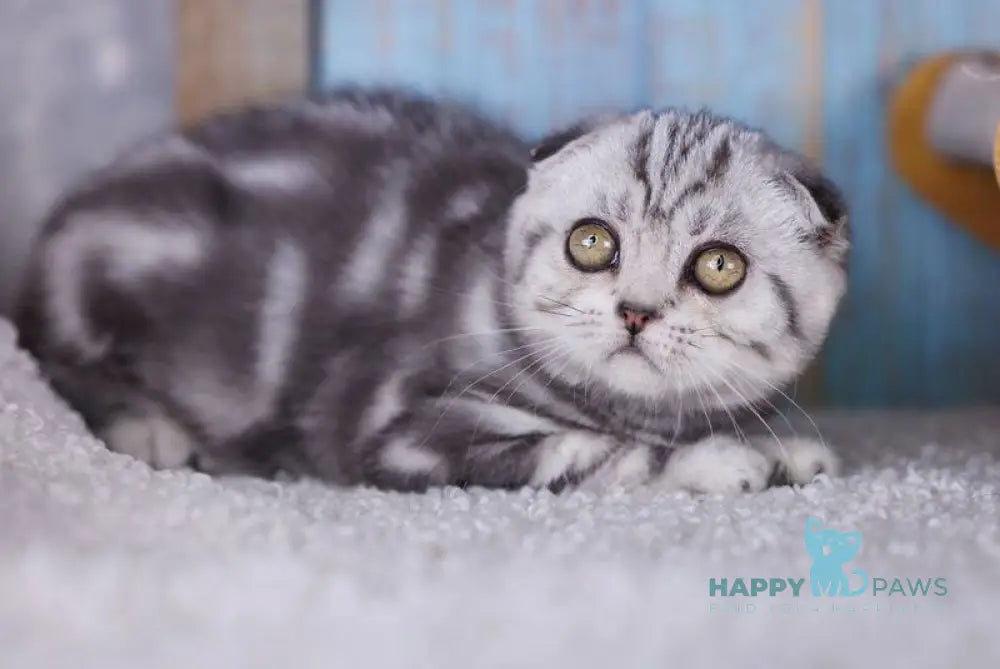 Ofelia Scottish Fold female black silver tabby live animals