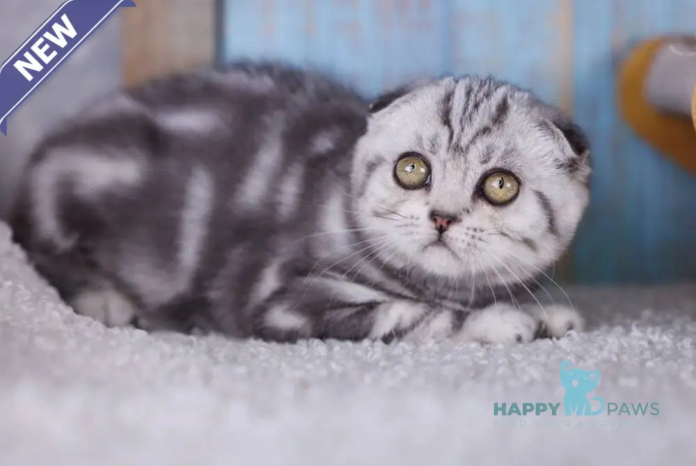 Ofelia Scottish Fold female black silver tabby live animals