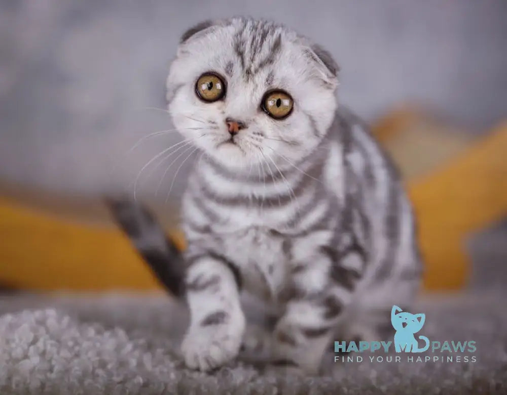 Ofelia Scottish Fold female black silver tabby live animals