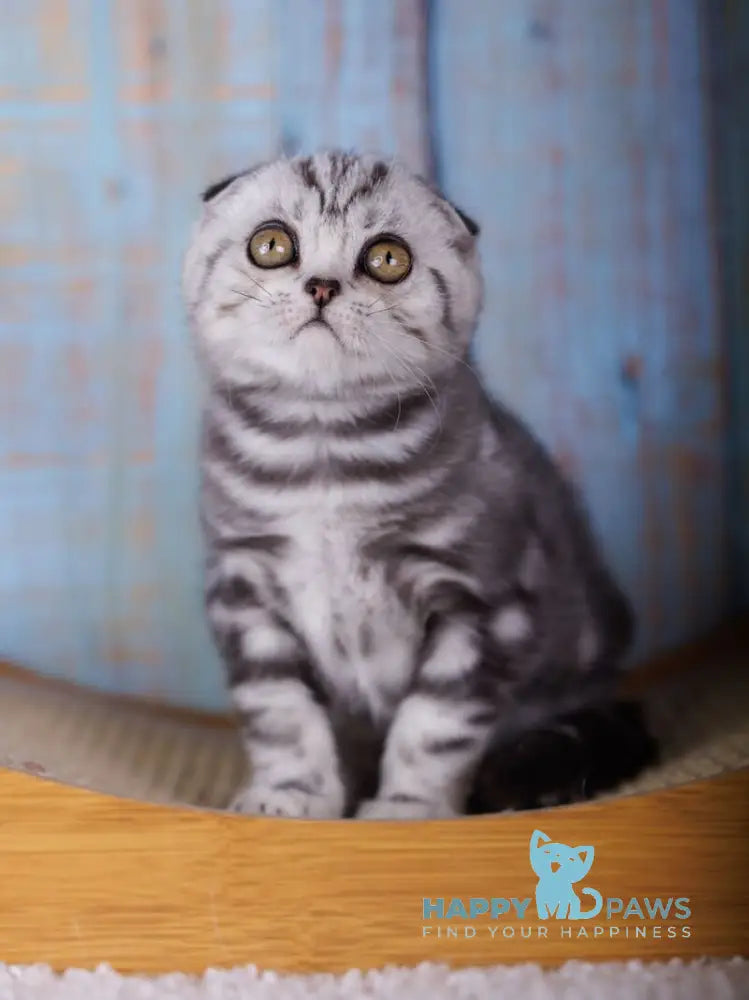 Ofelia Scottish Fold female black silver tabby live animals