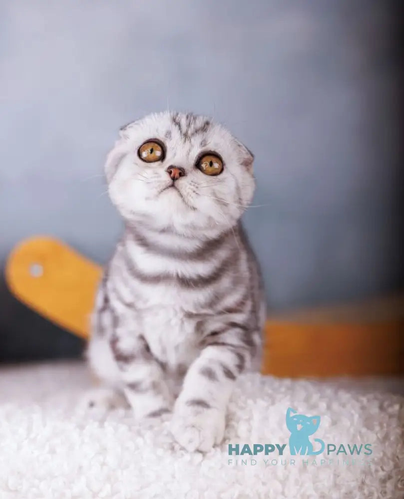 Ofelia Scottish Fold female black silver tabby live animals