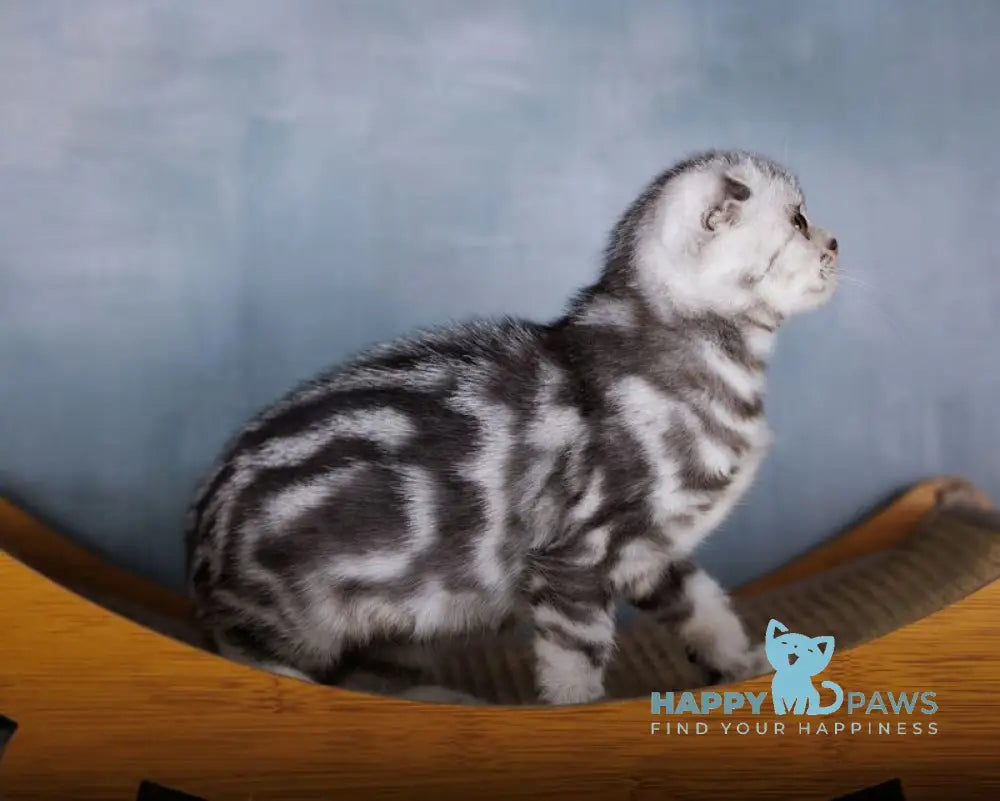 Ofelia Scottish Fold female black silver tabby live animals