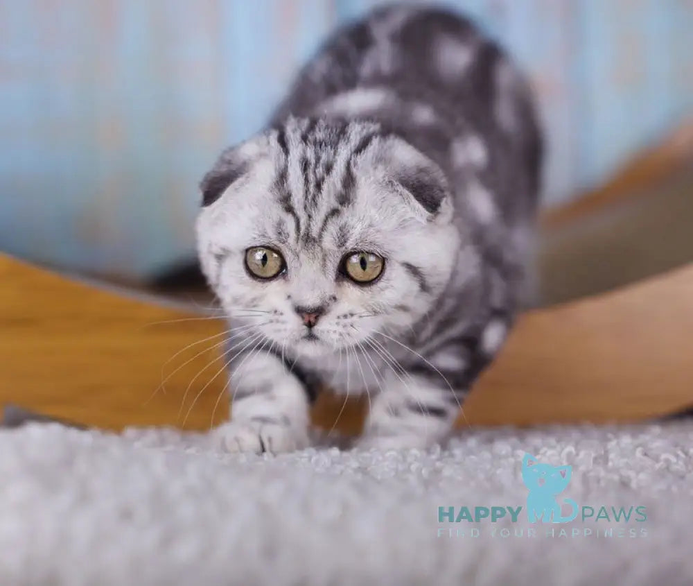 Ofelia Scottish Fold female black silver tabby live animals