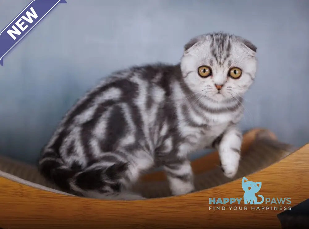 Ofelia Scottish Fold female black silver tabby live animals