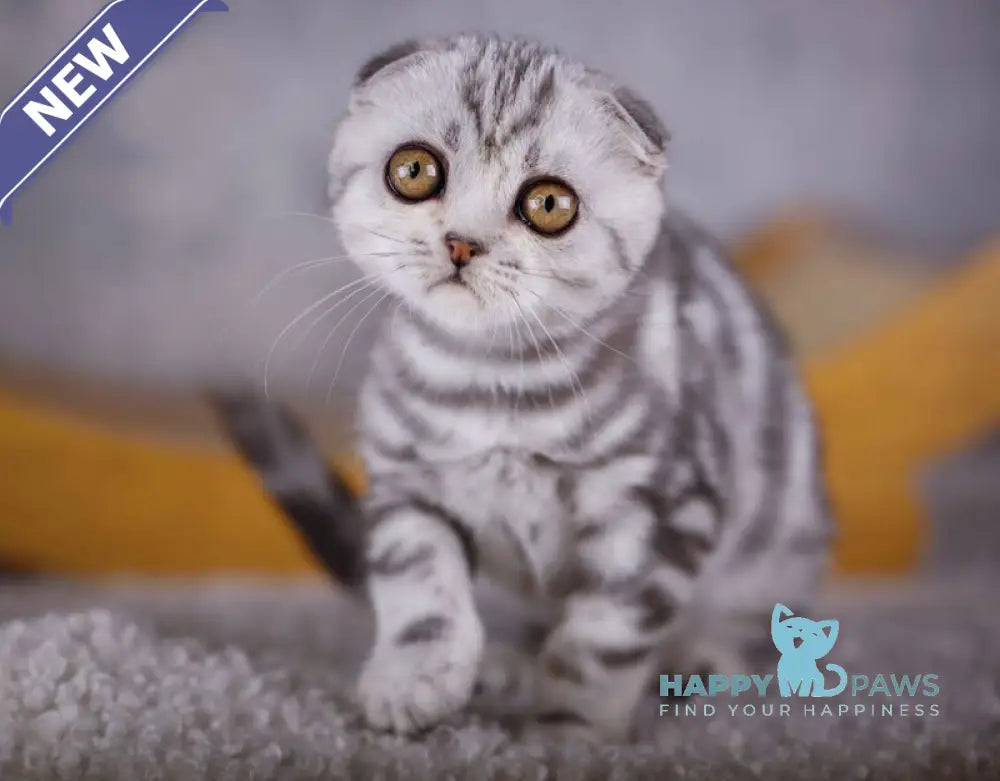 Ofelia Scottish Fold female black silver tabby live animals