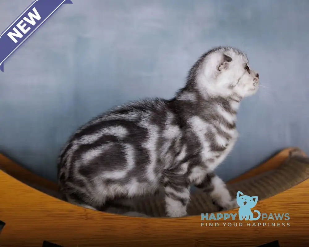 Ofelia Scottish Fold female black silver tabby live animals