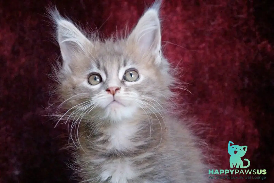Ofeliya Maine Coon female blue tortie silver tabby - live animals