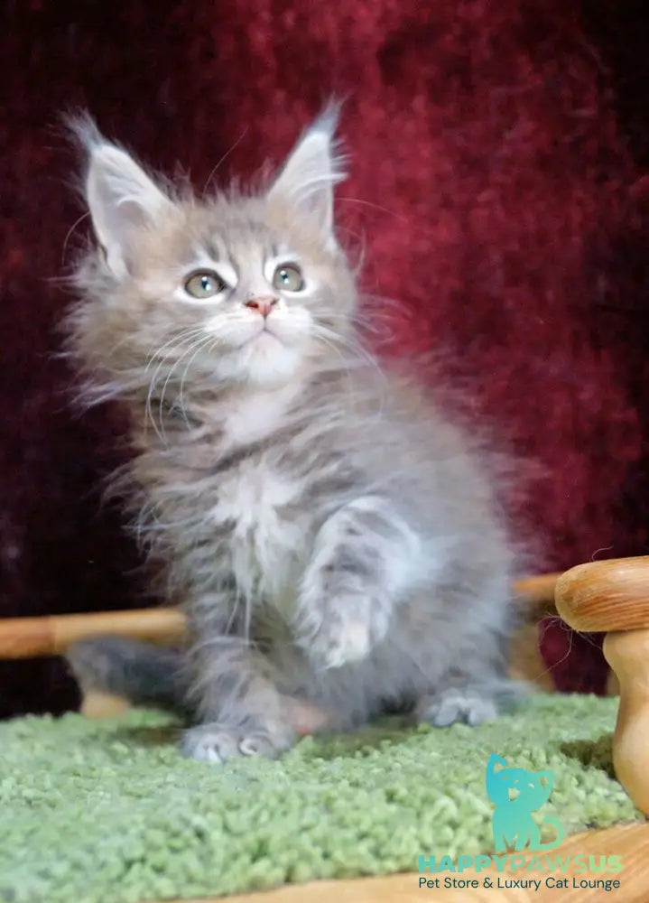 Ofeliya Maine Coon female blue tortie silver tabby - live animals