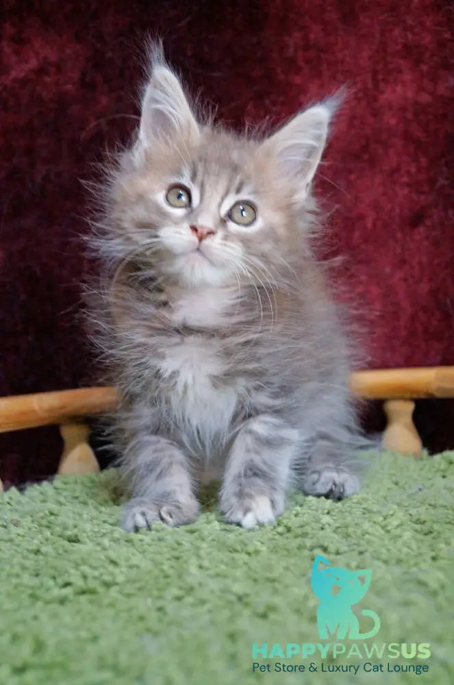 Ofeliya Maine Coon female blue tortie silver tabby - live animals