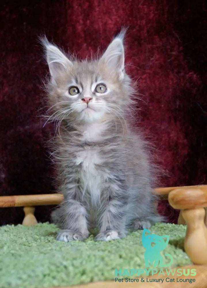 Ofeliya Maine Coon female blue tortie silver tabby - live animals