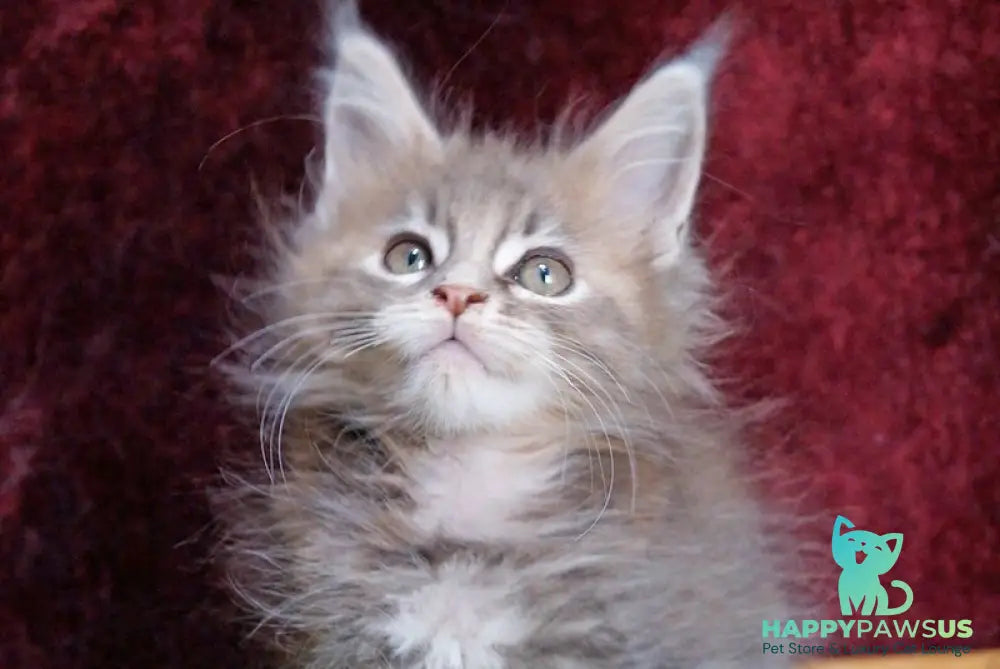 Ofeliya Maine Coon female blue tortie silver tabby - live animals