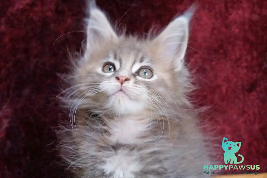 Ofeliya Maine Coon female blue tortie silver tabby - live animals
