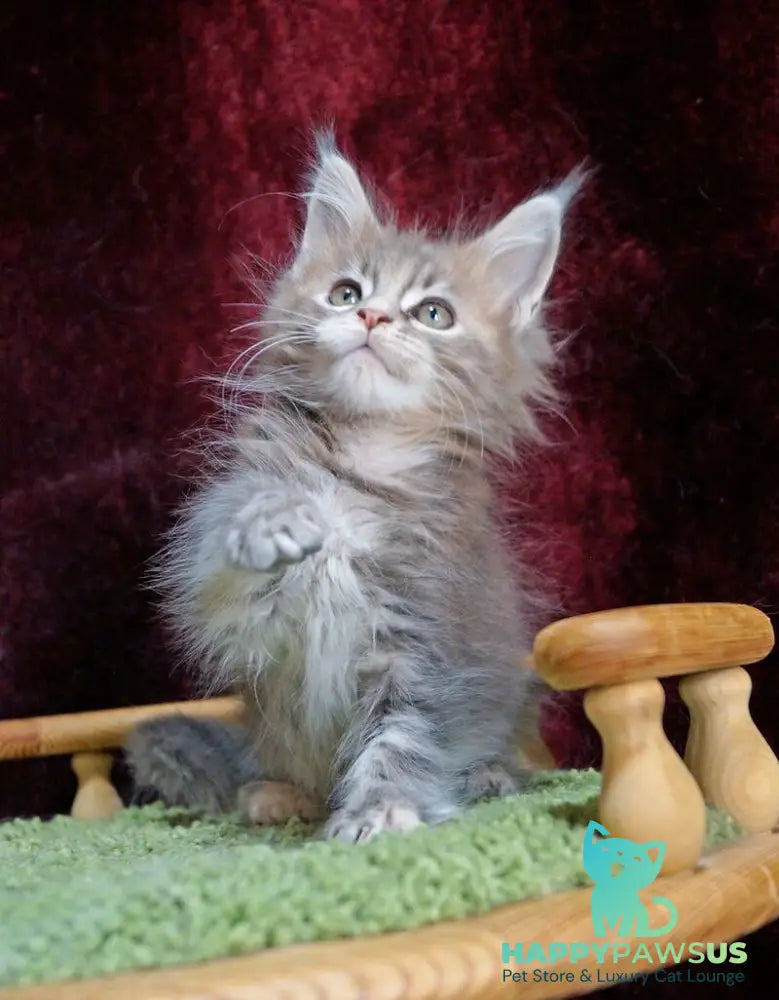 Ofeliya Maine Coon female blue tortie silver tabby - live animals