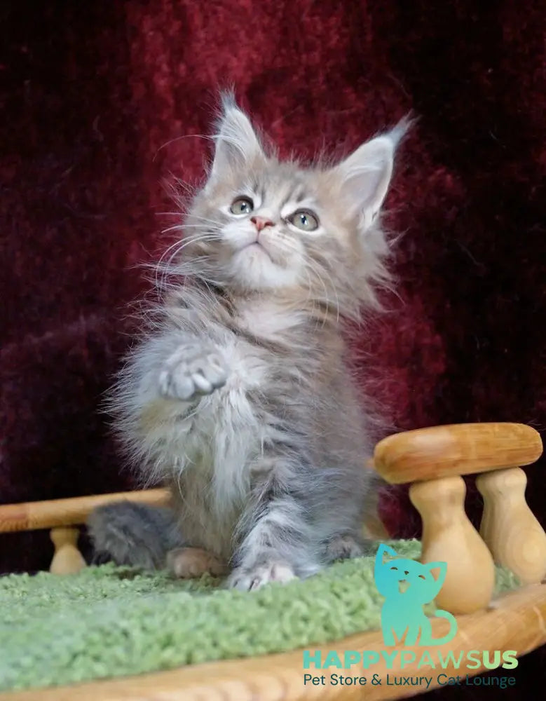 Ofeliya Maine Coon female blue tortie silver tabby - live animals