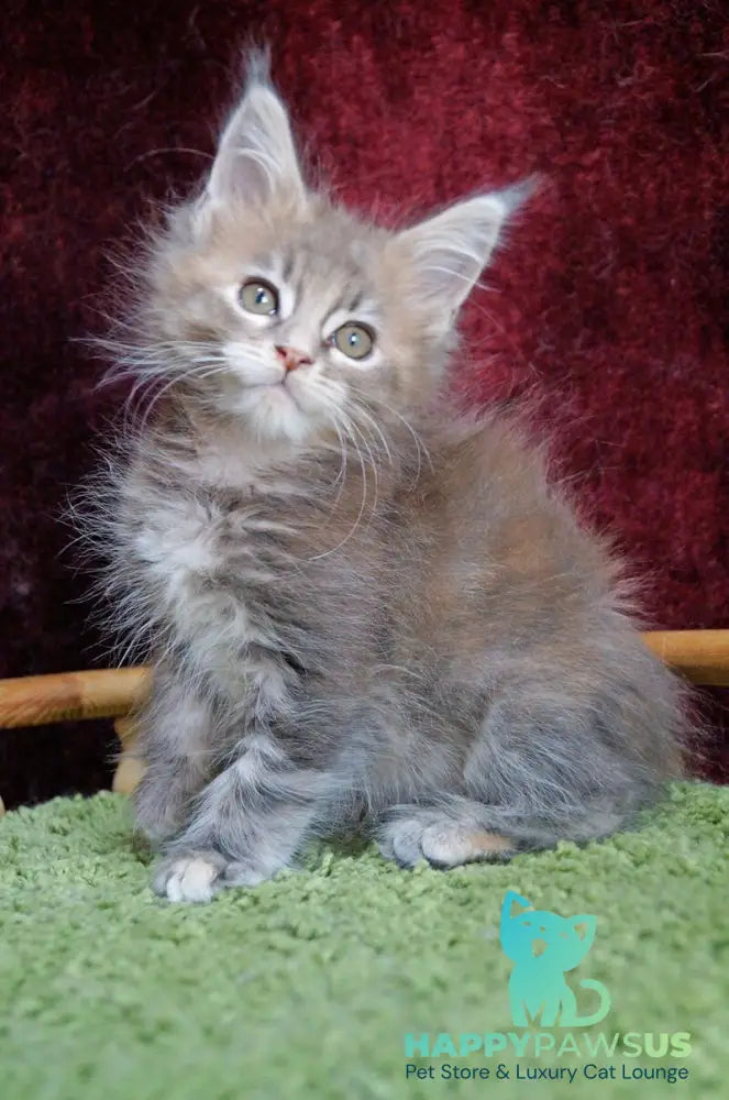 Ofeliya Maine Coon female blue tortie silver tabby - live animals