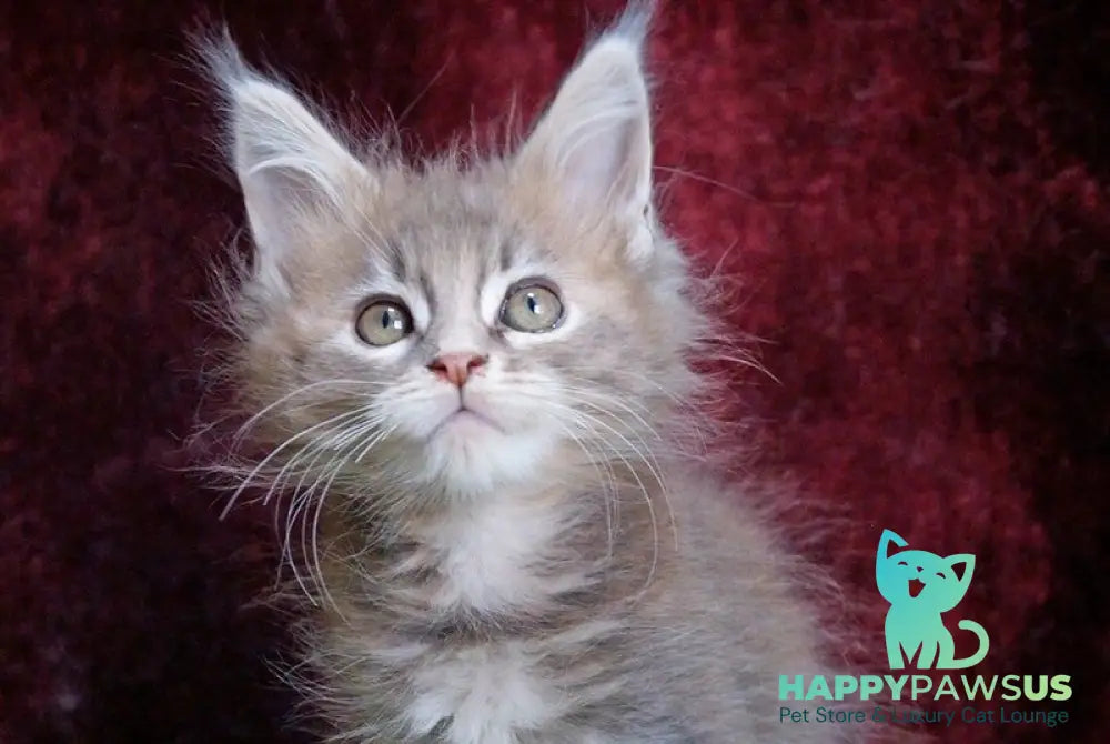 Ofeliya Maine Coon female blue tortie silver tabby - live animals