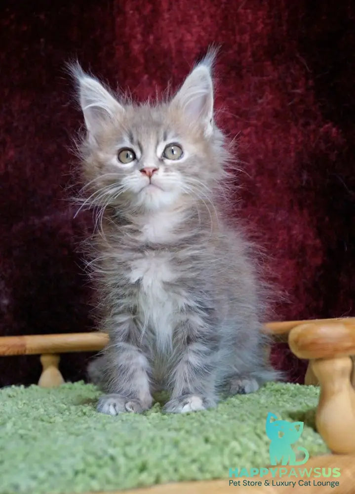 Ofeliya Maine Coon female blue tortie silver tabby - live animals