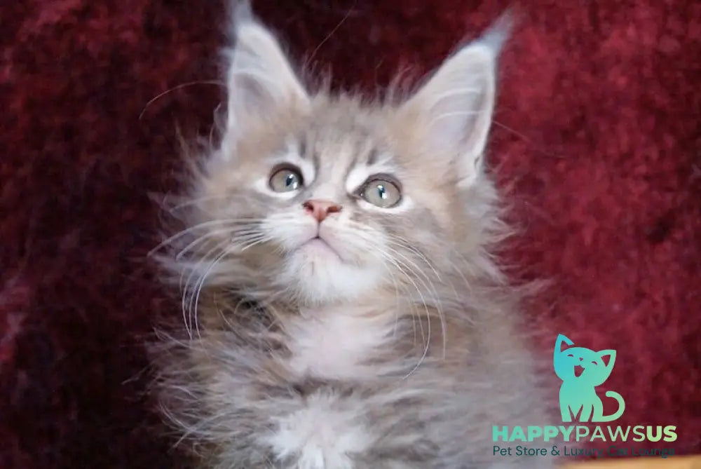 Ofeliya Maine Coon female blue tortie silver tabby - live animals