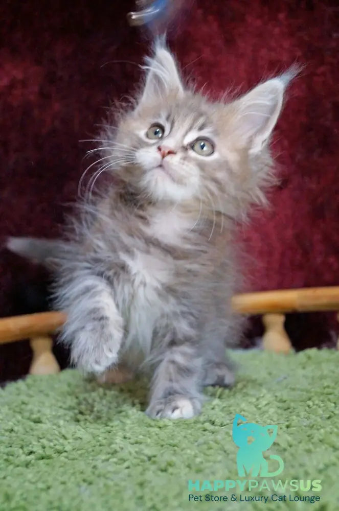 Ofeliya Maine Coon female blue tortie silver tabby - live animals