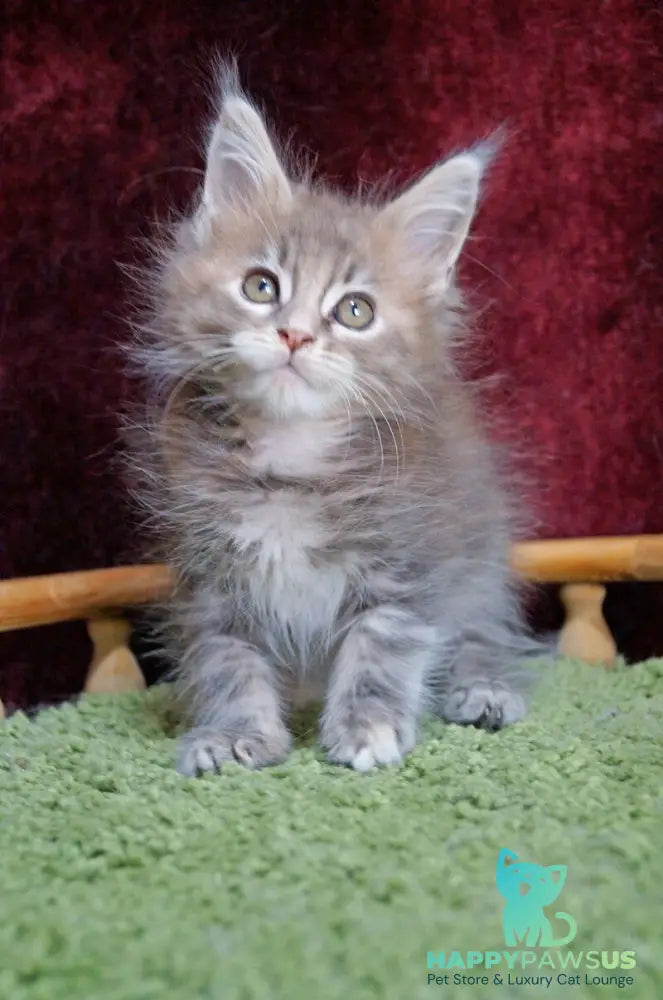 Ofeliya Maine Coon female blue tortie silver tabby - live animals