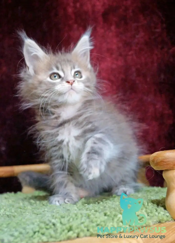 Ofeliya Maine Coon female blue tortie silver tabby - live animals