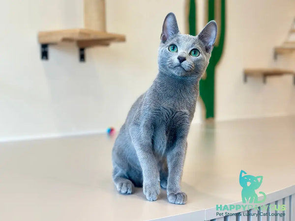 Oggy Russian Blue male blue - live animals
