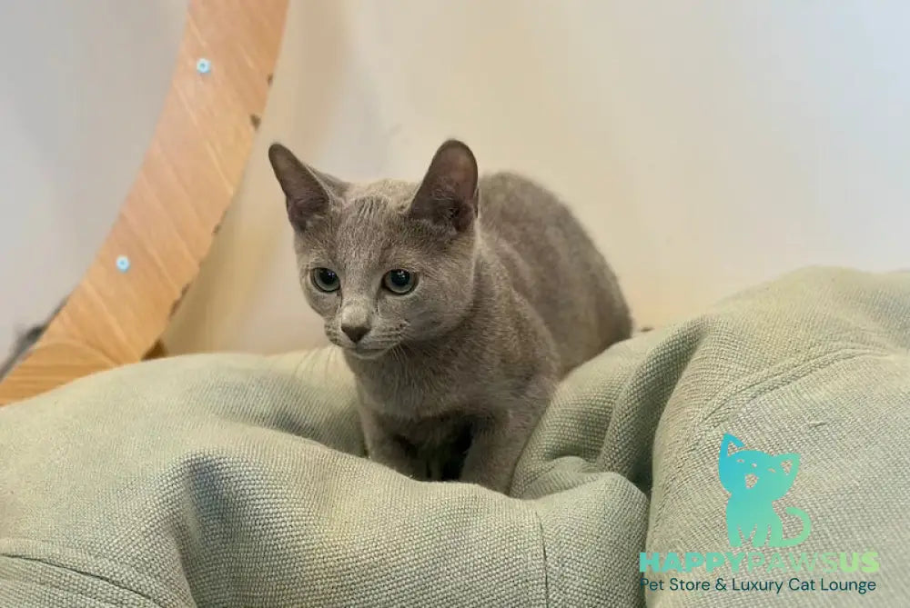 Oggy Russian Blue male blue - live animals