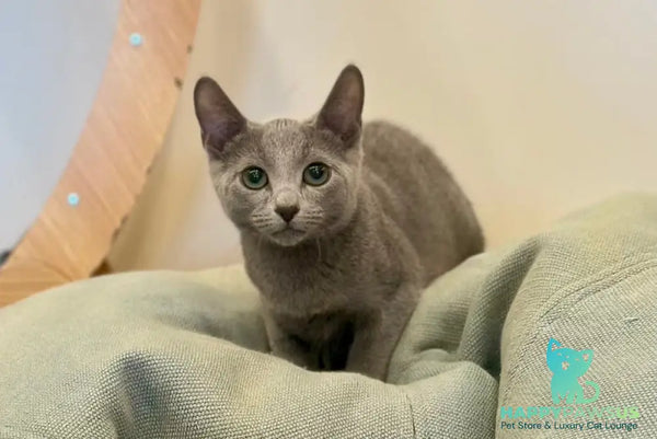 Oggy Russian Blue male blue - live animals