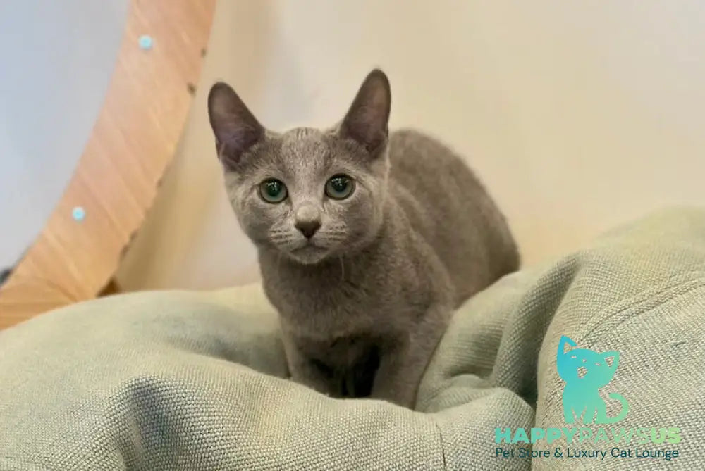 Oggy Russian Blue male blue - live animals