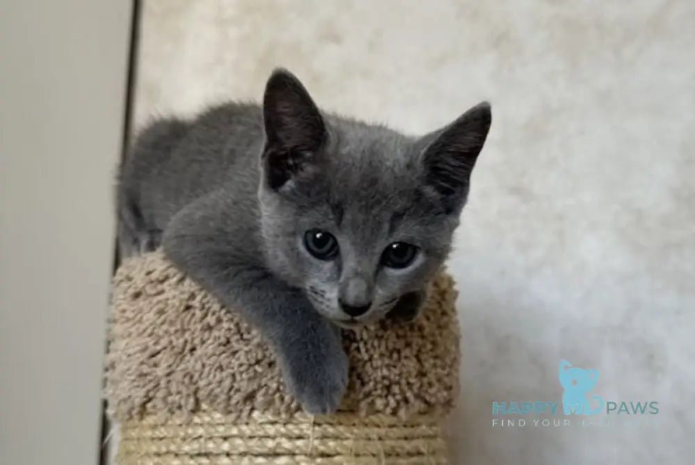 Oggy Russian Blue male blue - live animals
