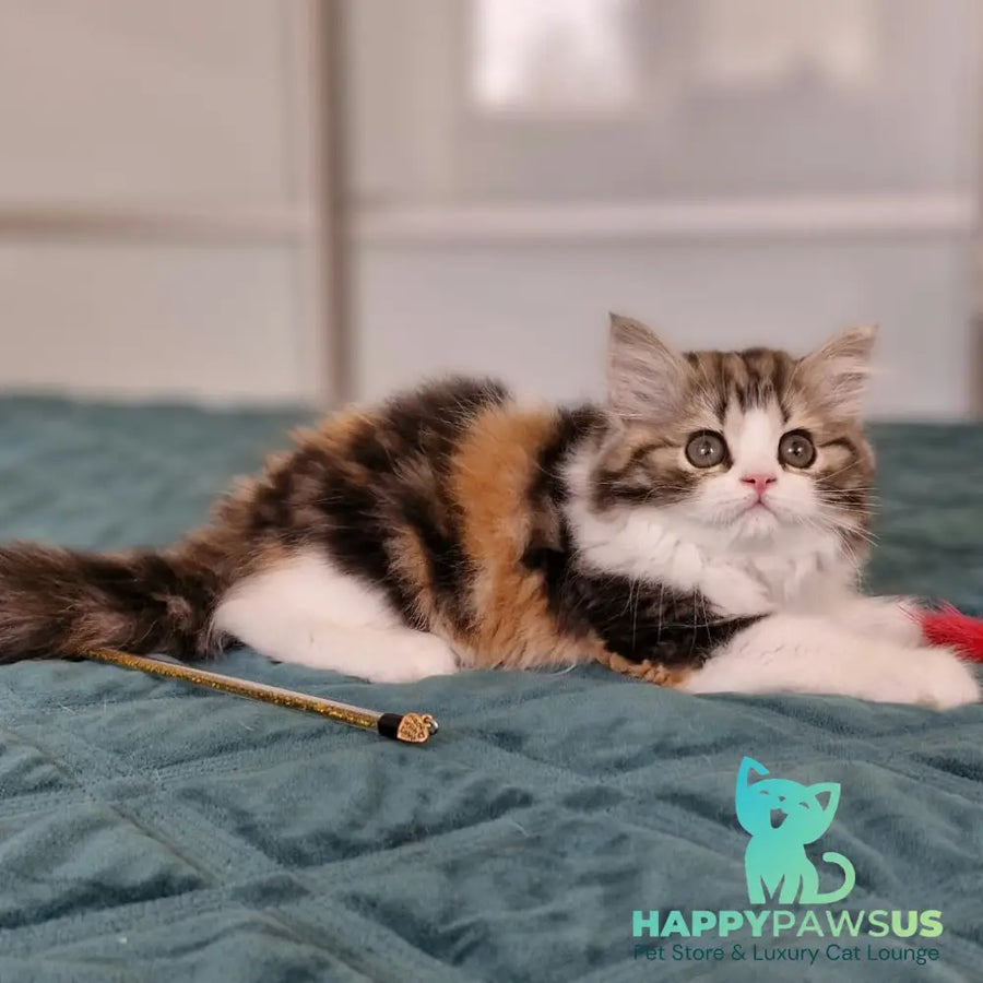 Оgirl Scottish Straight female black tortie tabby bicolour - live animals