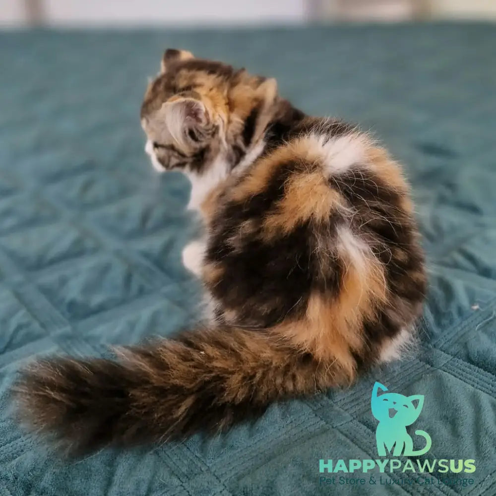 Оgirl Scottish Straight female black tortie tabby bicolour - live animals