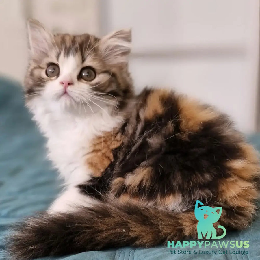 Оgirl Scottish Straight female black tortie tabby bicolour - live animals