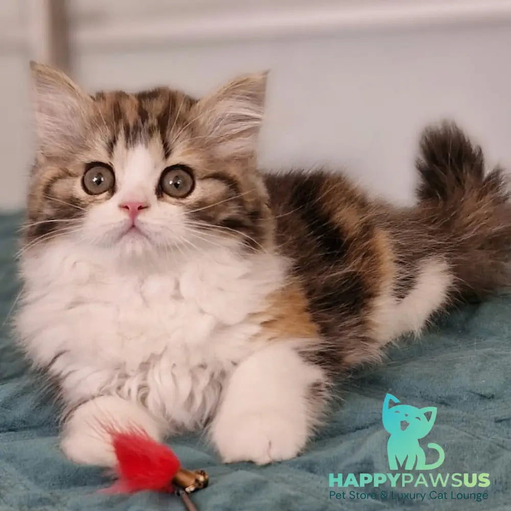 Оgirl Scottish Straight female black tortie tabby bicolour - live animals