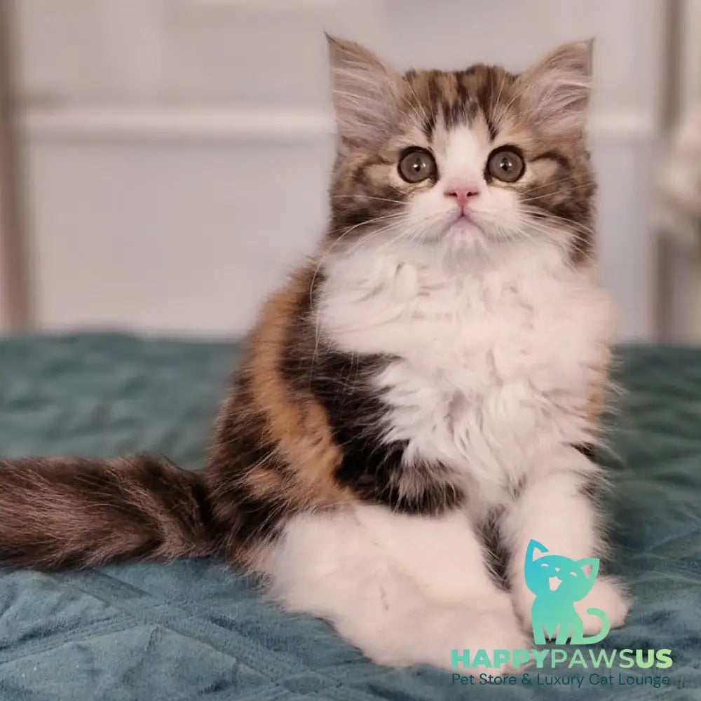 Оgirl Scottish Straight female black tortie tabby bicolour - live animals