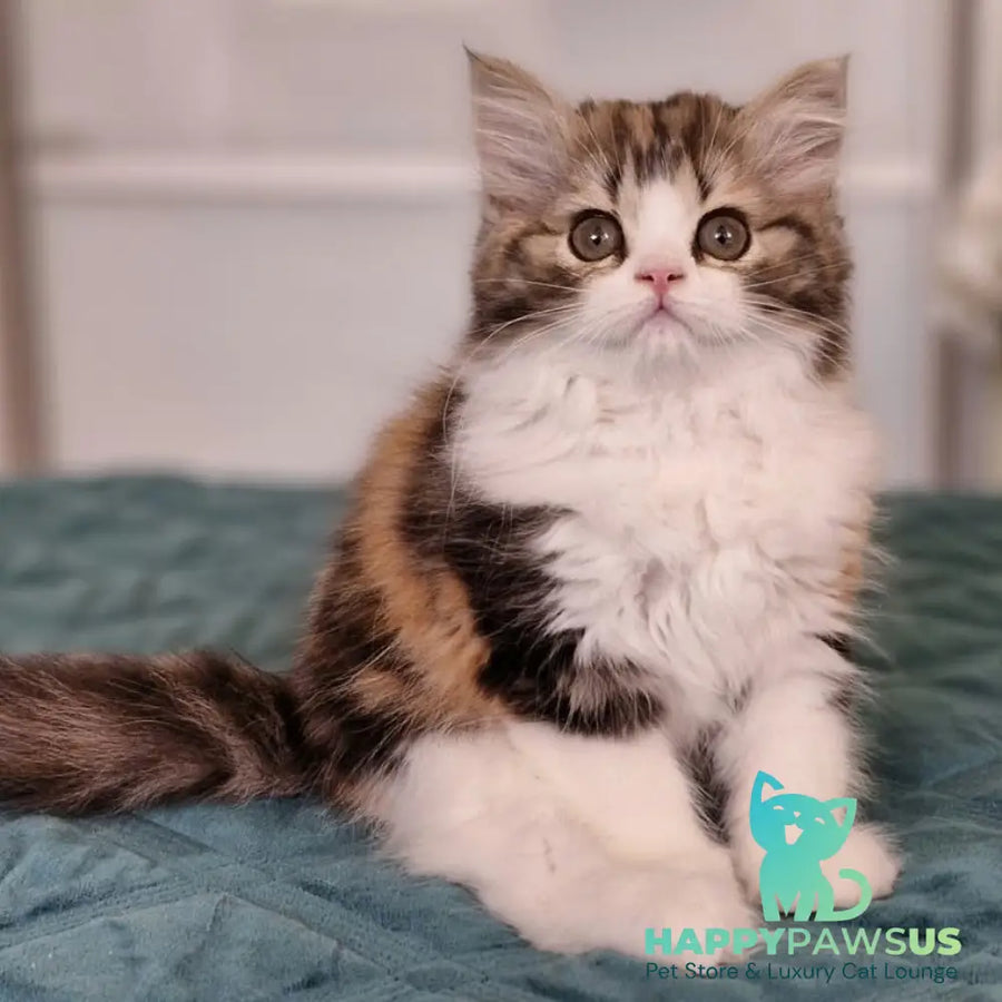 Оgirl Scottish Straight female black tortie tabby bicolour - live animals