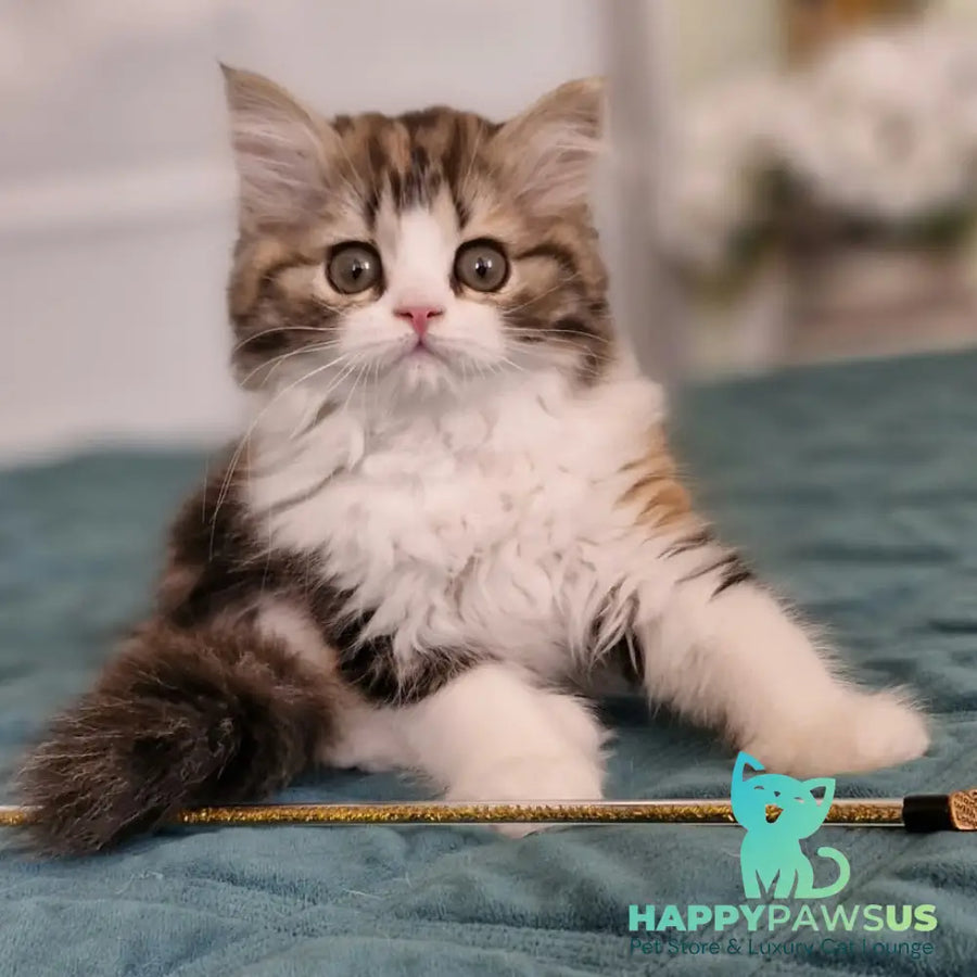 Оgirl Scottish Straight female black tortie tabby bicolour - live animals