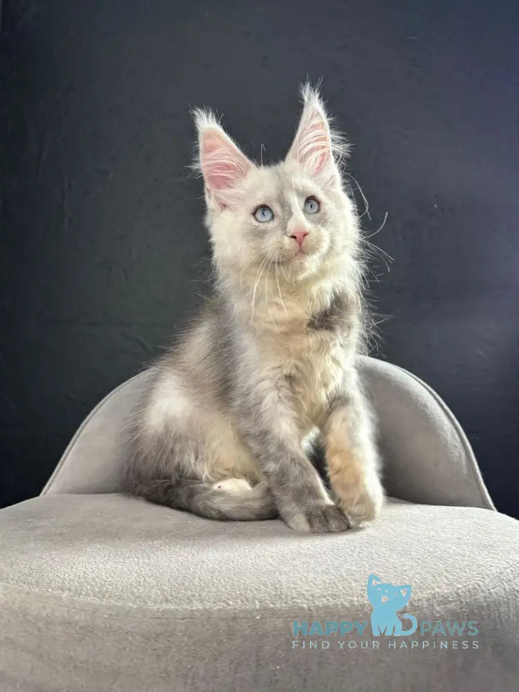 Ogracio Maine Coon male blue silver with white live animals