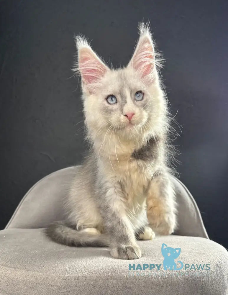 Ogracio Maine Coon male blue silver with white live animals